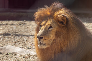 lion rests in the zoo