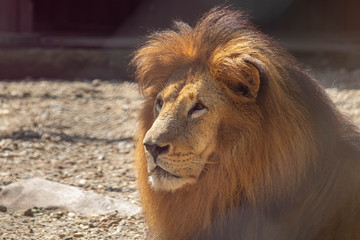 Fototapeta premium lion rests in the zoo