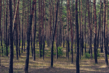 Fototapeta premium countryside landscape, pine forest