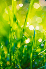 grass with dew drops closeup