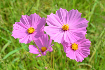 Fototapeta premium Beautiful cosmos flowers blooming in garden