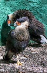 carcará, bird of prey that inhabits south america