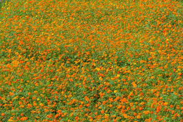 Beautiful cosmos flowers blooming in garden