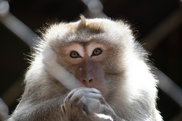 sad locked monkey in the zoo