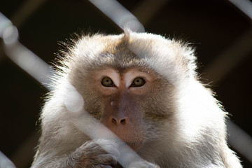Obraz premium sad locked monkey in the zoo