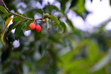 Asian bulletwood, Bullet wood, Bukal, Tanjong tree, Medlar, Spanish cherry