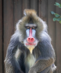 mandrill wild monkey staring sitting