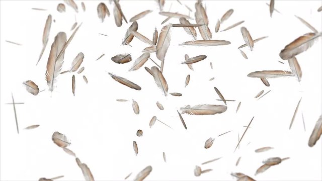 Falling feathers on white background dreamy