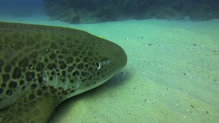 Zebra Shark. Leopard Shark Close Up. Yellow Fish Feeding On Peaceful Colourful Bottom Dwelling Shark Relaxing On Calm Blue Sea Water Sand. Beautiful Gentle Pelagic Carpet Shark Underwater Marine Life