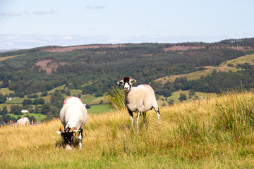 Sheep in the Lake Distict