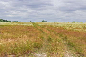 The road among the fields, flowers in the meadow, clouds in the sky. Background