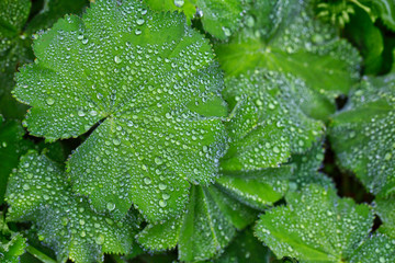 Beauty Of Nature Green Leaves