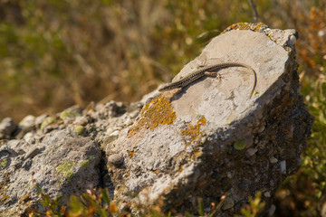 lizard basking on a stone in the sun