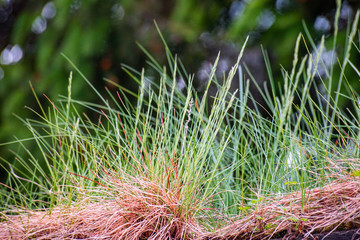 Background with green and yellow grass, soft focus