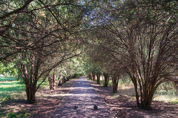 Fototapeta premium beautiful shady alley in the city park. Simferopol, Crimea