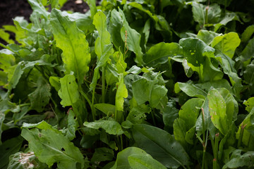 Leaves of green real sorrel damaged by caterpillars