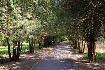 beautiful shady alley in the city park. Simferopol, Crimea