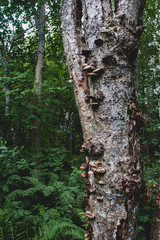 mushroom covered tree