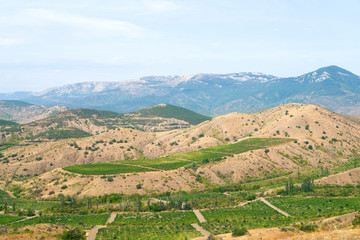 Fototapeta na wymiar Beautiful vineyards in the mountains of Crimea overlooking the sea