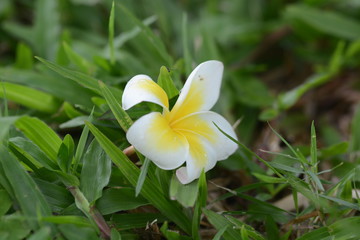 white flower in garden