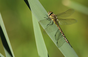 A pretty female Migrant Hawker Dragonfly, Aeshna mixta, perching on a reed at the edge of a pond.	