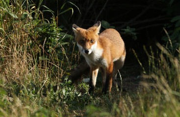 A cute juvenile wild Red Fox cub, Vulpes vulpes, standing looking at the entrance its den.