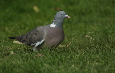 A pretty Woodpidgeon, Columba palumbus, standing in the grass. It has been searching around for food.