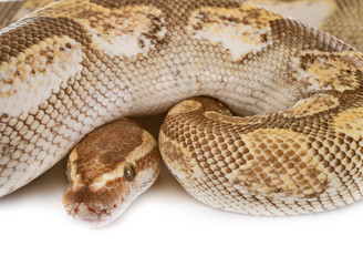 Ball python in studio