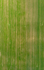 farm field, view from above