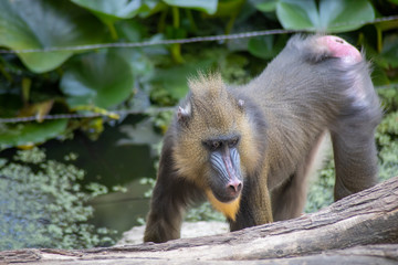 mandrill