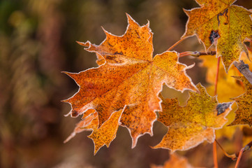 Back view of autumn orange red leaves of maple tree in hoarfrost. Brownish autumn blurred background with sun. White frost on thin edges. Concepts: autumn, winter, cold