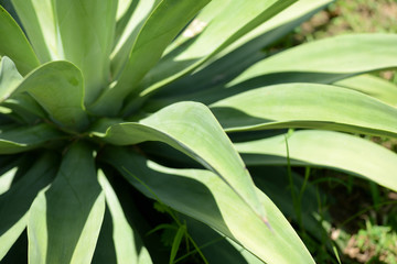 Naklejka na ściany i meble Green leaves of tropical plants close-up. Natural background