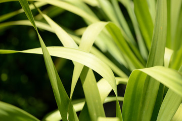 Green leaves of tropical plants close-up. Natural background