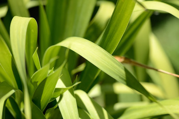 Green leaves of tropical plants close-up. Natural background