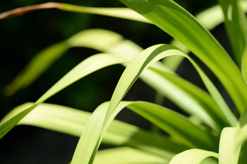 Green leaves of tropical plants close-up. Natural background