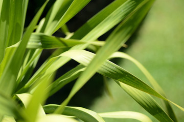Green leaves of tropical plants close-up. Natural background
