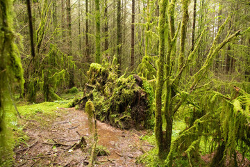 Lake District woodland trees