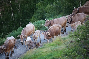 Obraz premium Cows on the moveHerd of cows in the morning moves along a mountain road for grazing in green meadows