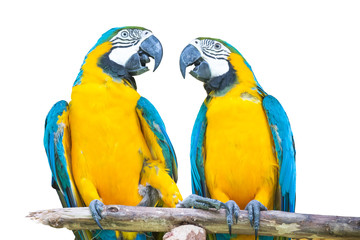 White background parrot on a branch
