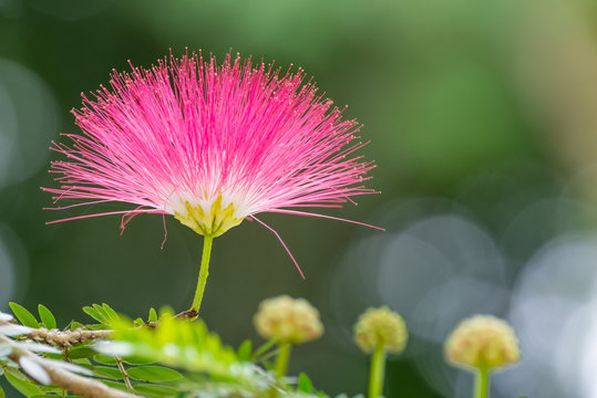 beautiful Raintree flower (Samanea saman ) at Thai flower garden