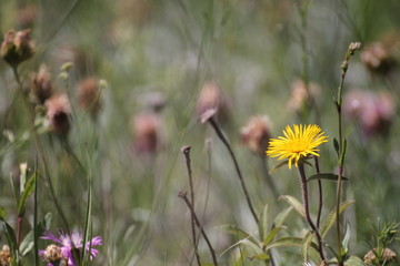 flowers in the field