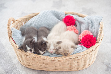 Group of four little persian kitten sleeping in basket