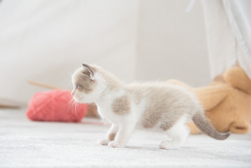 Little persian kitten standing on the floor and looking something