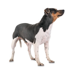 Obraz premium Brazilian Terrier in studio