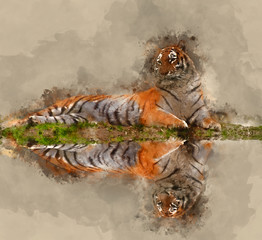 Digital watercolor painting of Beautiful tiger laying down on grassy bank reflection in water