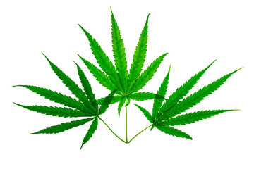 medicinal plant cannabis leaf at white background