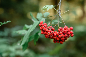 Rowan berries on a tree in the forest.