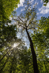 A view from below of some tall trees in spring against a blue sky