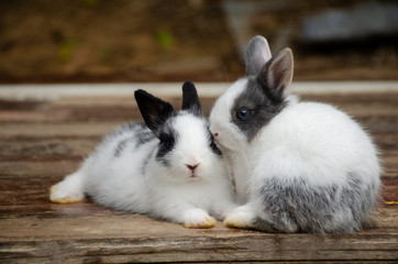 2 ND rabbits sitting on a brown wooden floor 