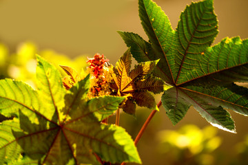 castor-oil plant with leaves and flower